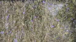 Hareline Fly Fish Food's Bruiser Blend Dubbing Materials