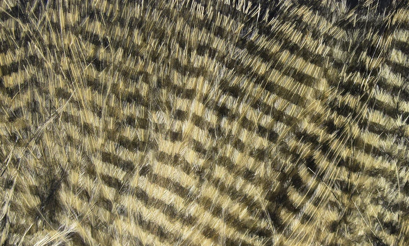 Hareline Fine Black Barred Marabou Feathers Materials