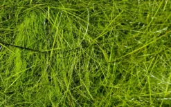 Hareline Materials Hare's Ear Plus Dub