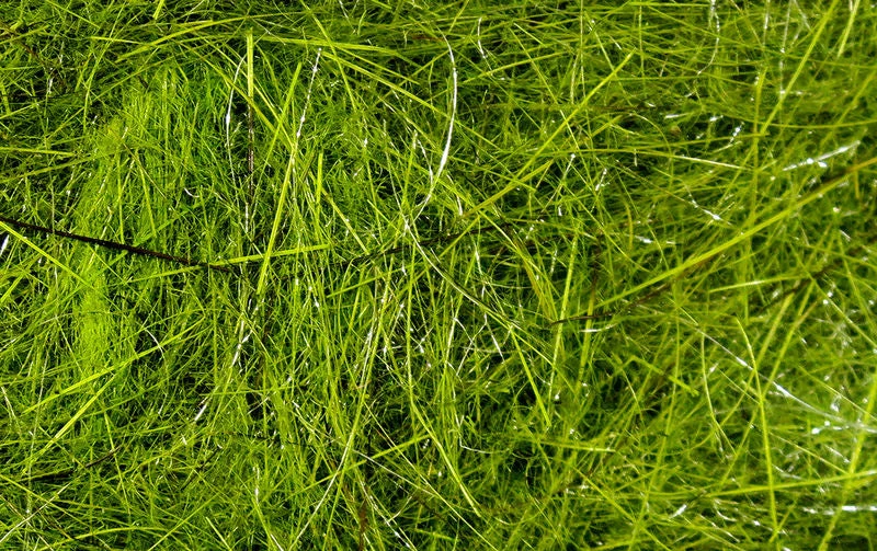 Hareline Materials Hare's Ear Plus Dub